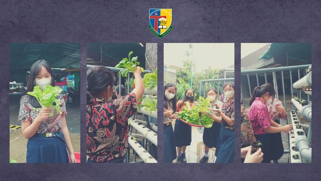 Panen Sayuran Hidroponik 2