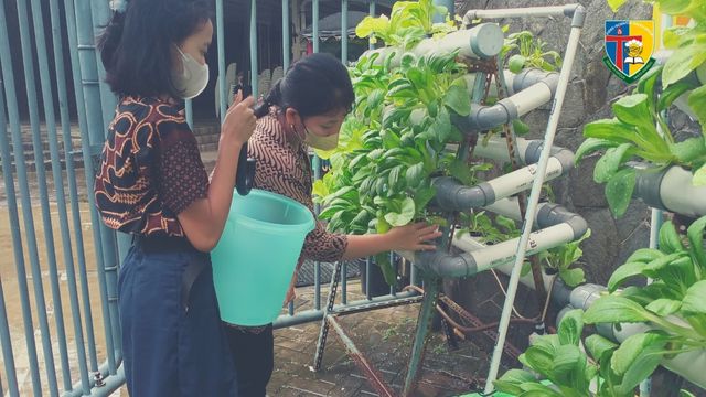 Panen Sayuran Hidroponik 3