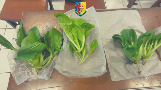 Panen Sayuran Hidroponik